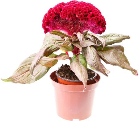 sick celosia