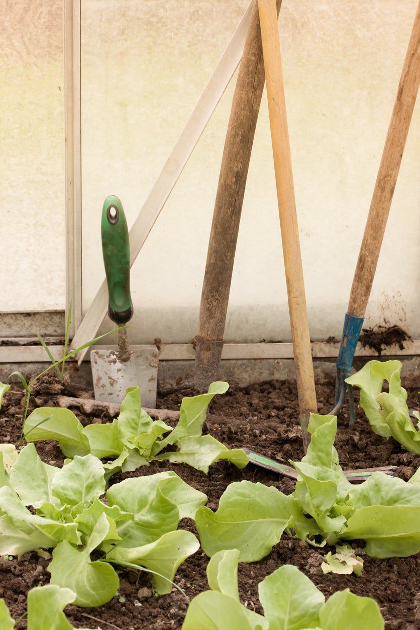 Summer Bibb Lettuce Plants Growing In The Garden