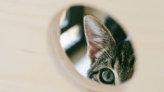 cat spying on neighbor charms the internet