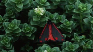 Cinnabar moth (Tyria jacobaeae) on a plant in England.