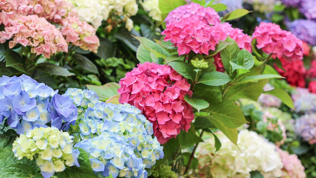 Colorful Hydrangea Shrubs in Landscape