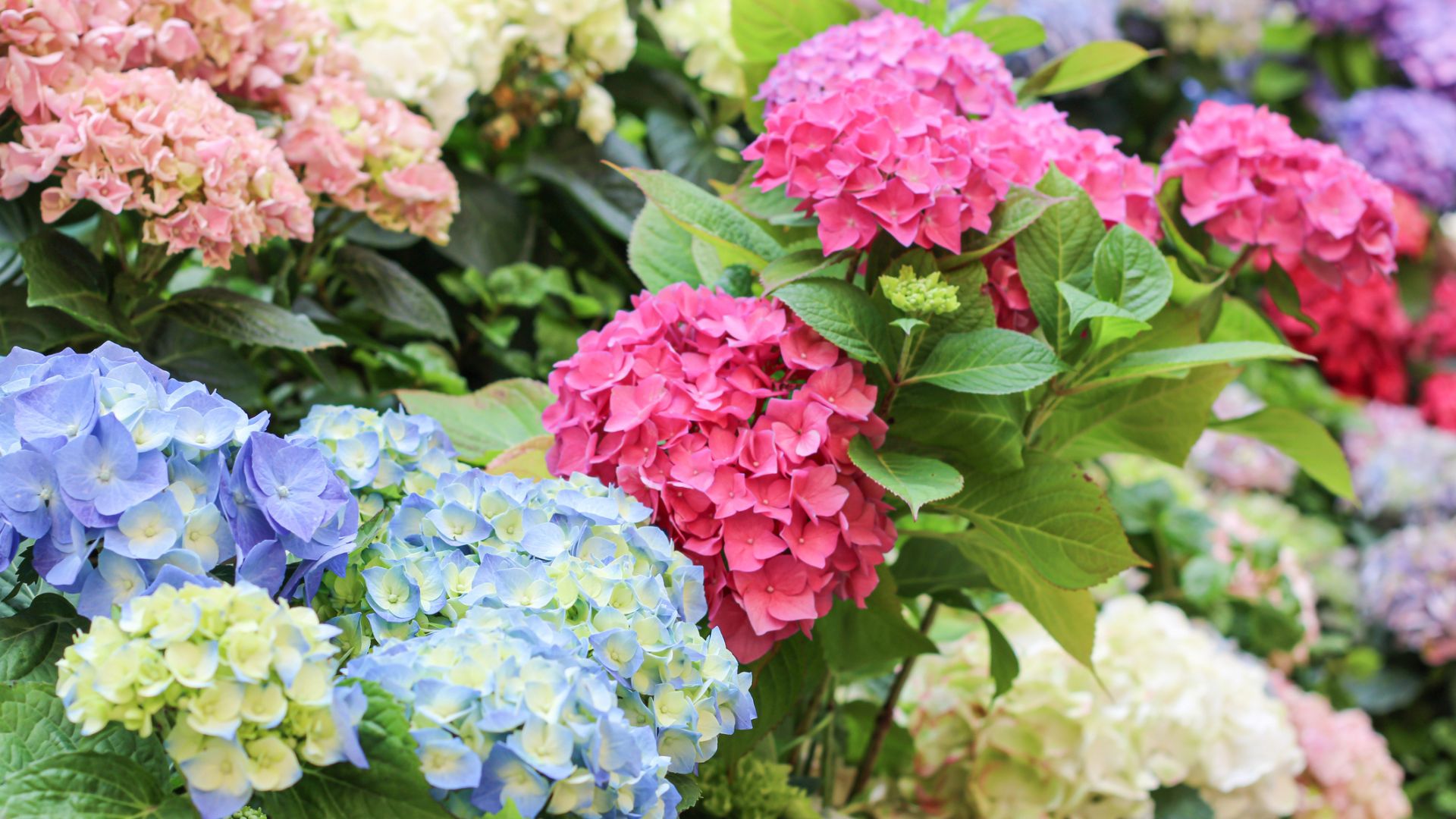 Hydrangea Plant Types Different Hydrangea Plants For The Garden