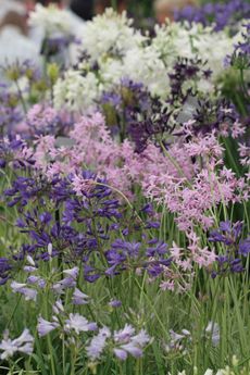 Agapanthus and Tulbaghia violacea at the RHS Hampton Court Flower Show.