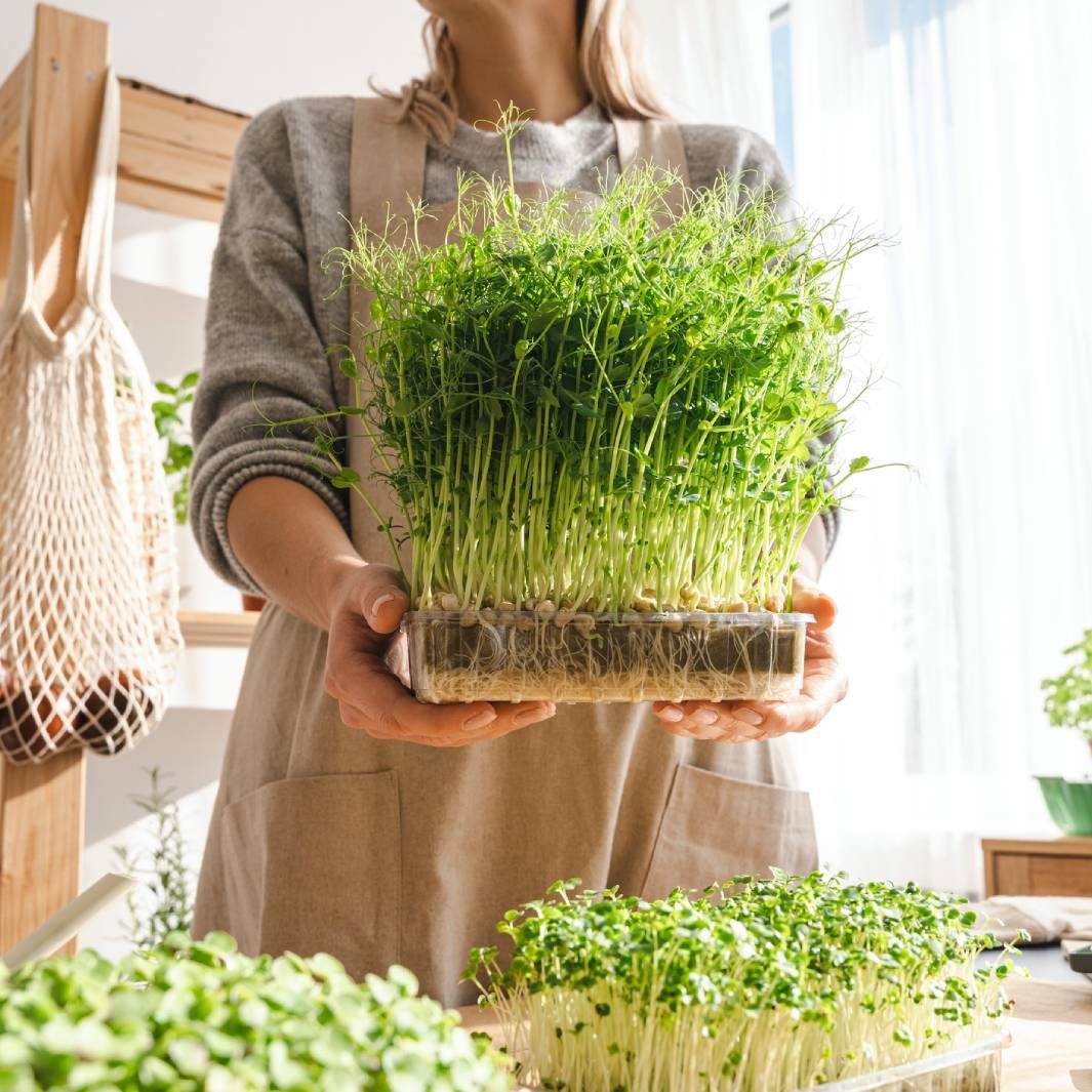 A woman holding a tray of tall microgreens