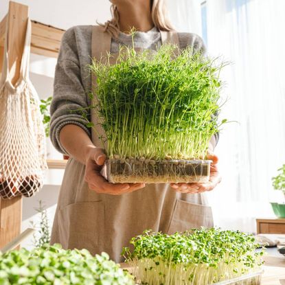 A woman holding a tray of tall microgreens