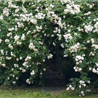 garden with white roses plants
