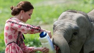 Kate Middleton feeding a baby elephant