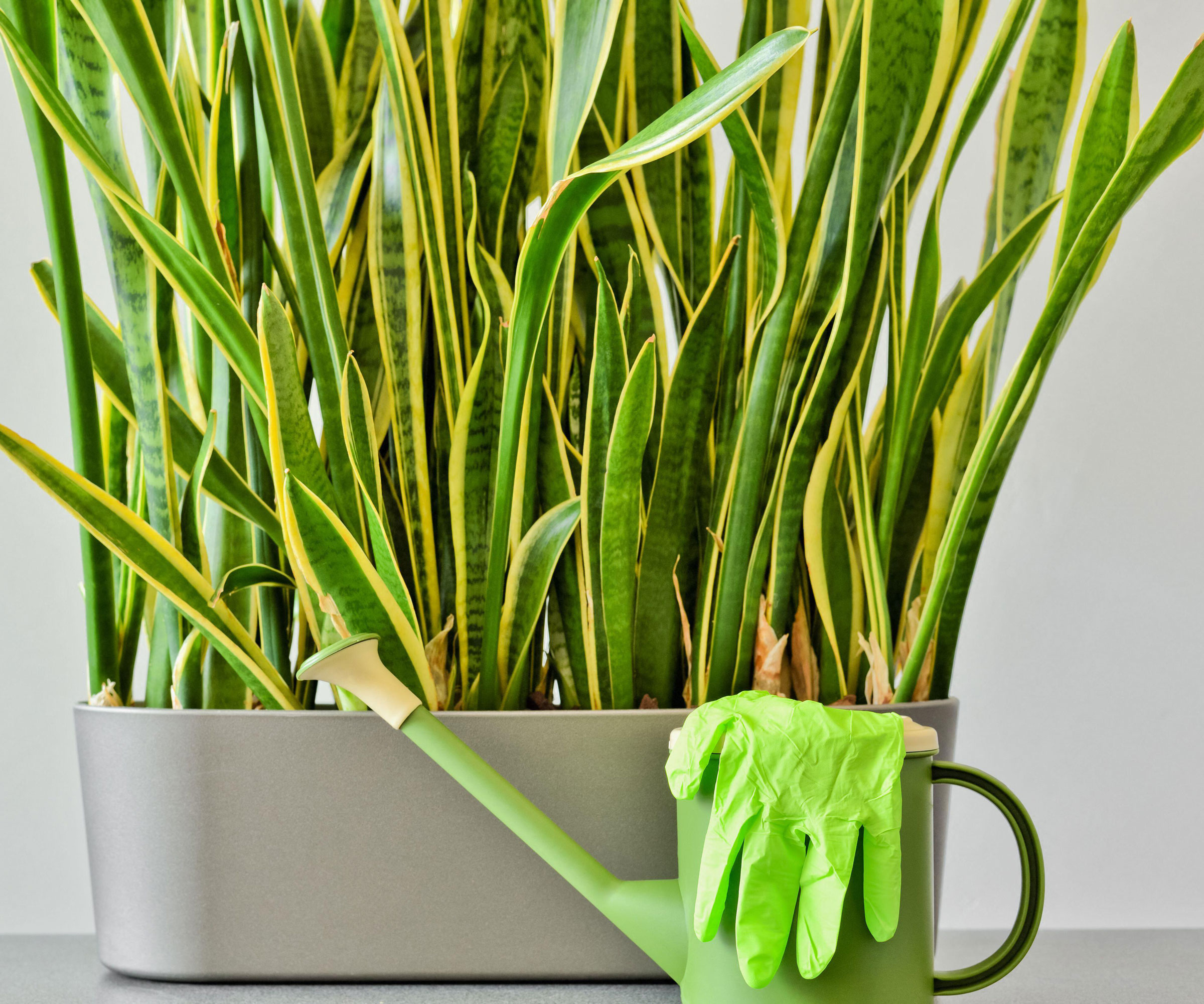 snake plant in gray pot with green watering can and green glove