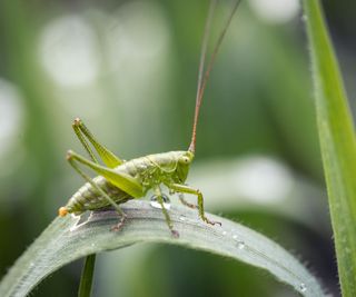 A large cricket on a long thin, green leaf
