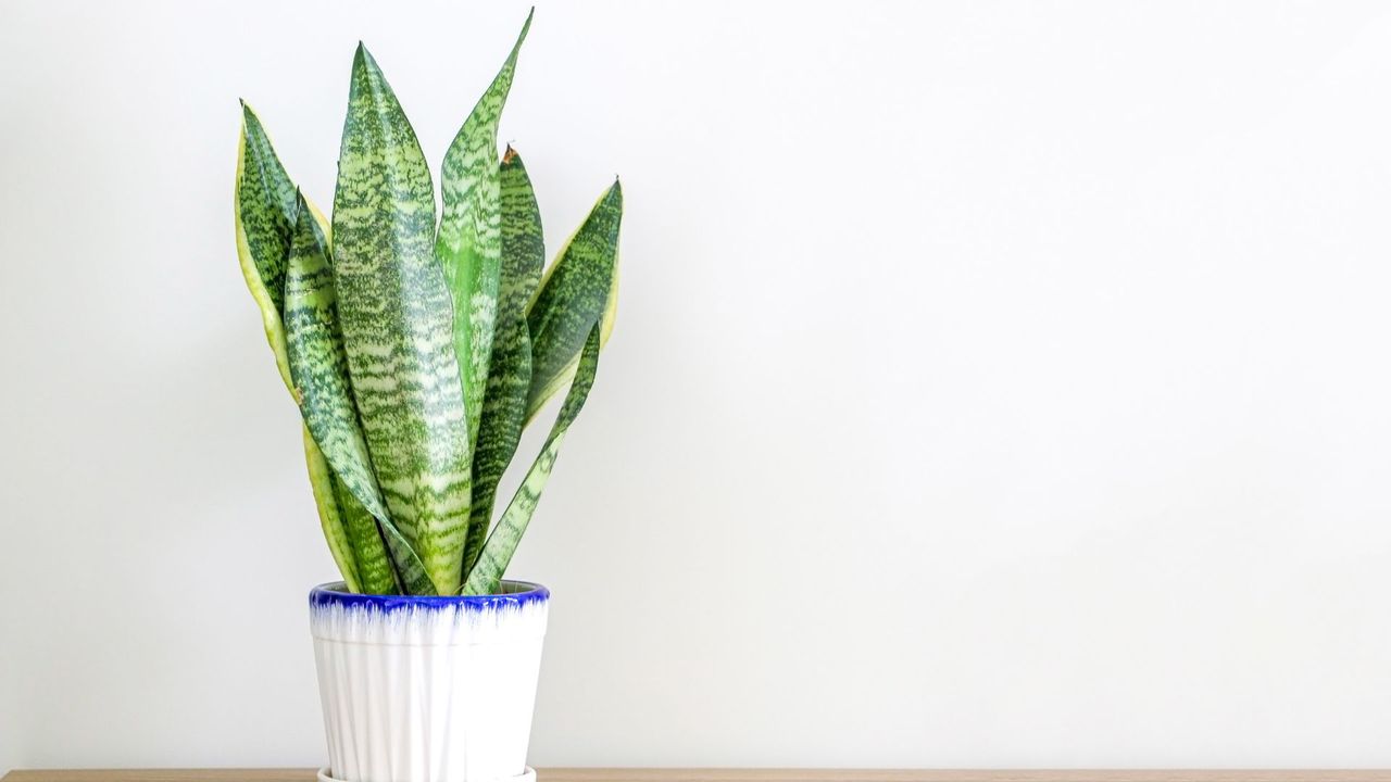 Snake plant in front of a while wall 