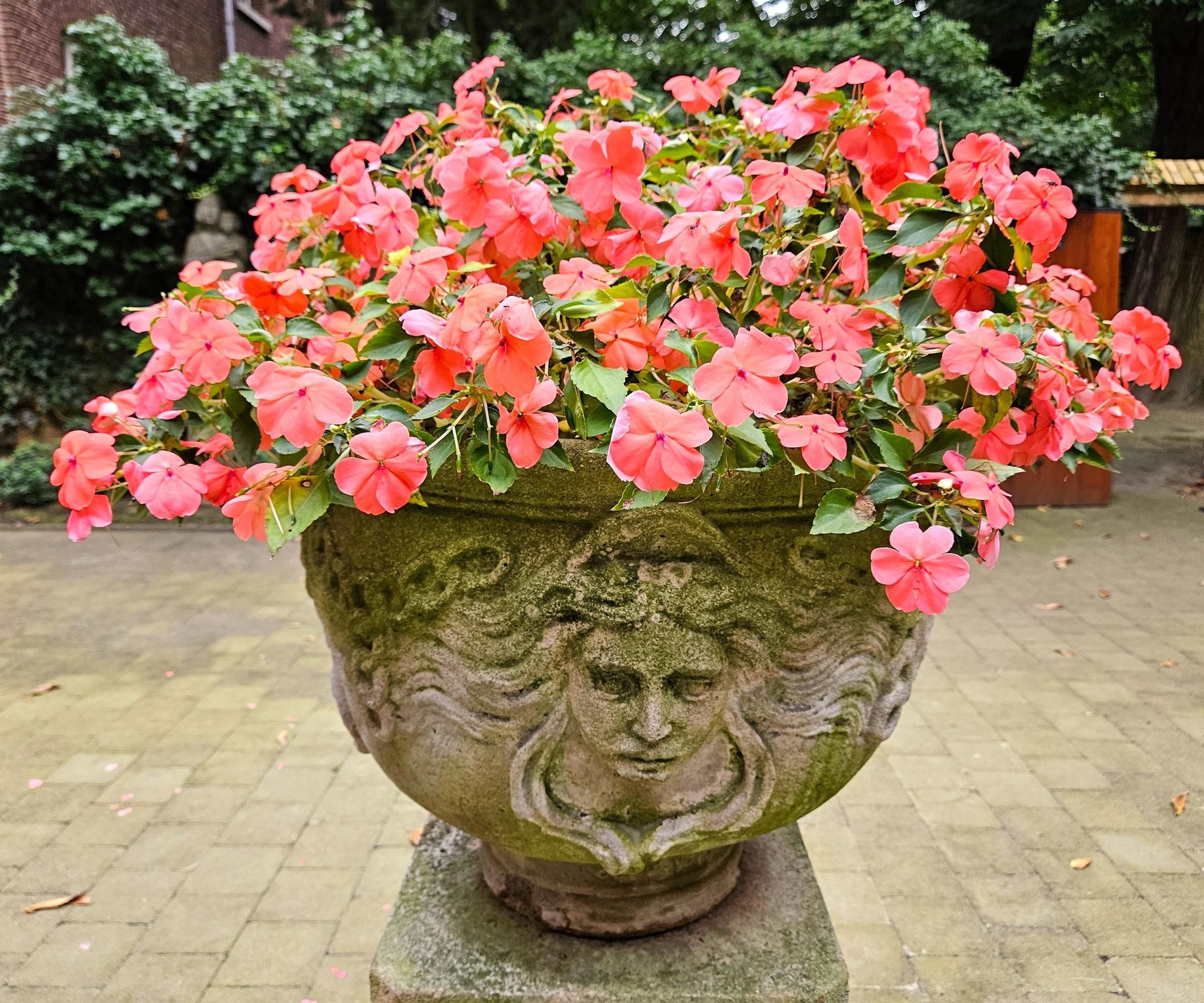 red impatiens flowering in stone container
