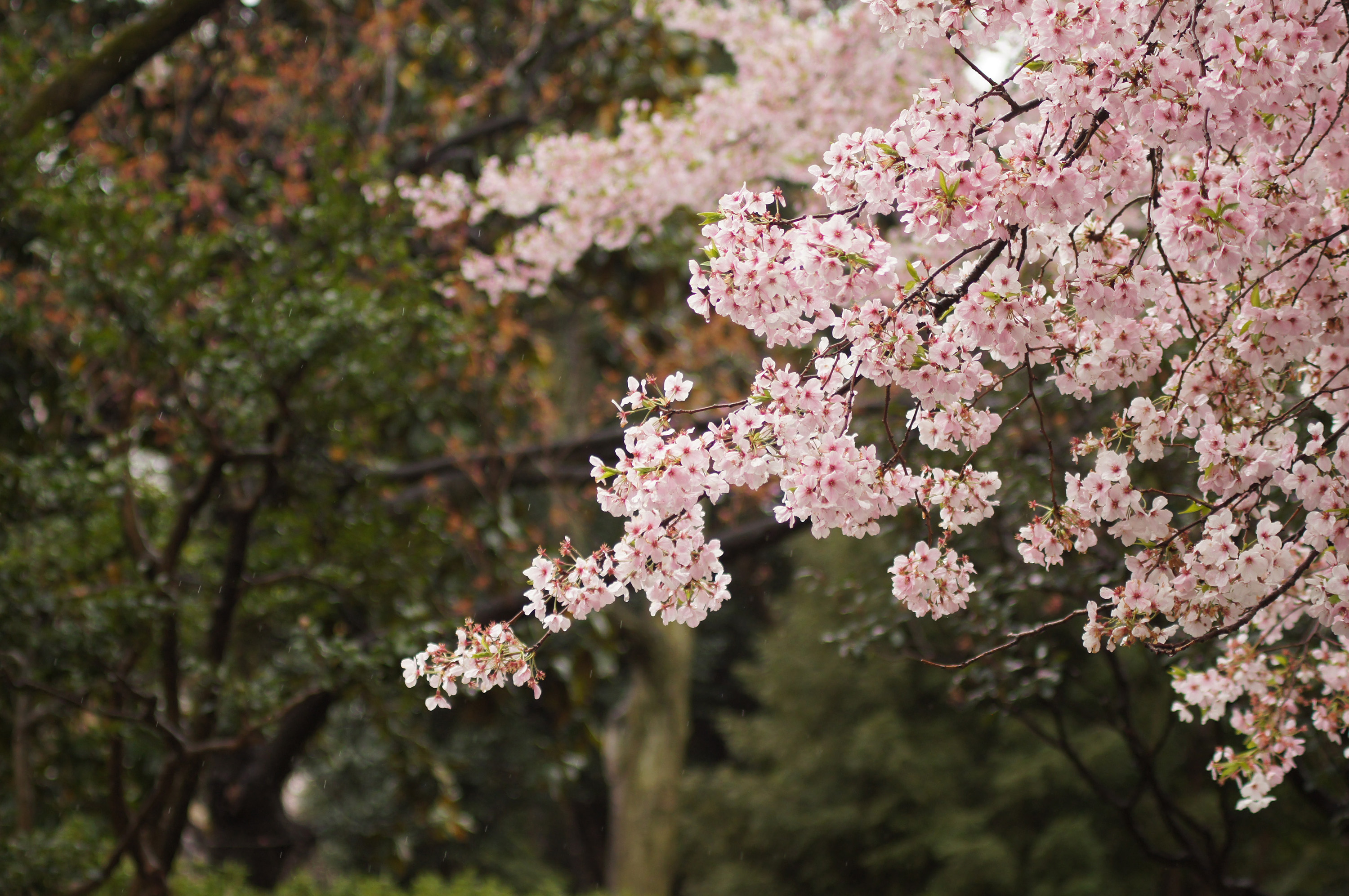 The most poisonous plants for dogs: the flowers and shrubs to watch out ...