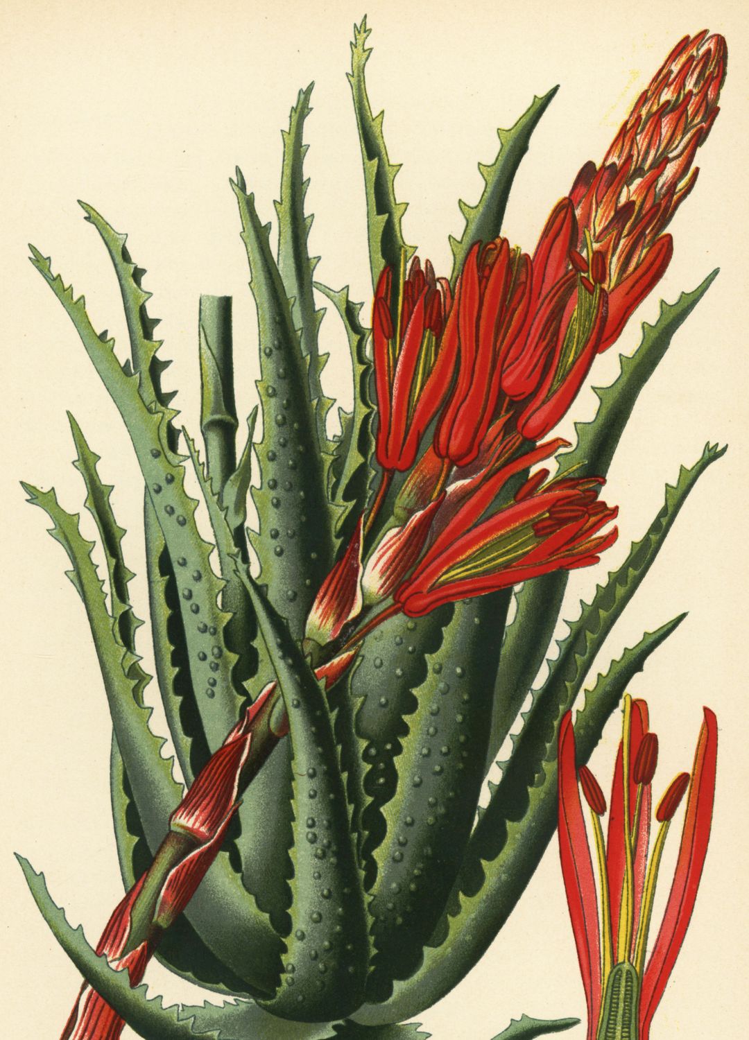 Aloe Vera