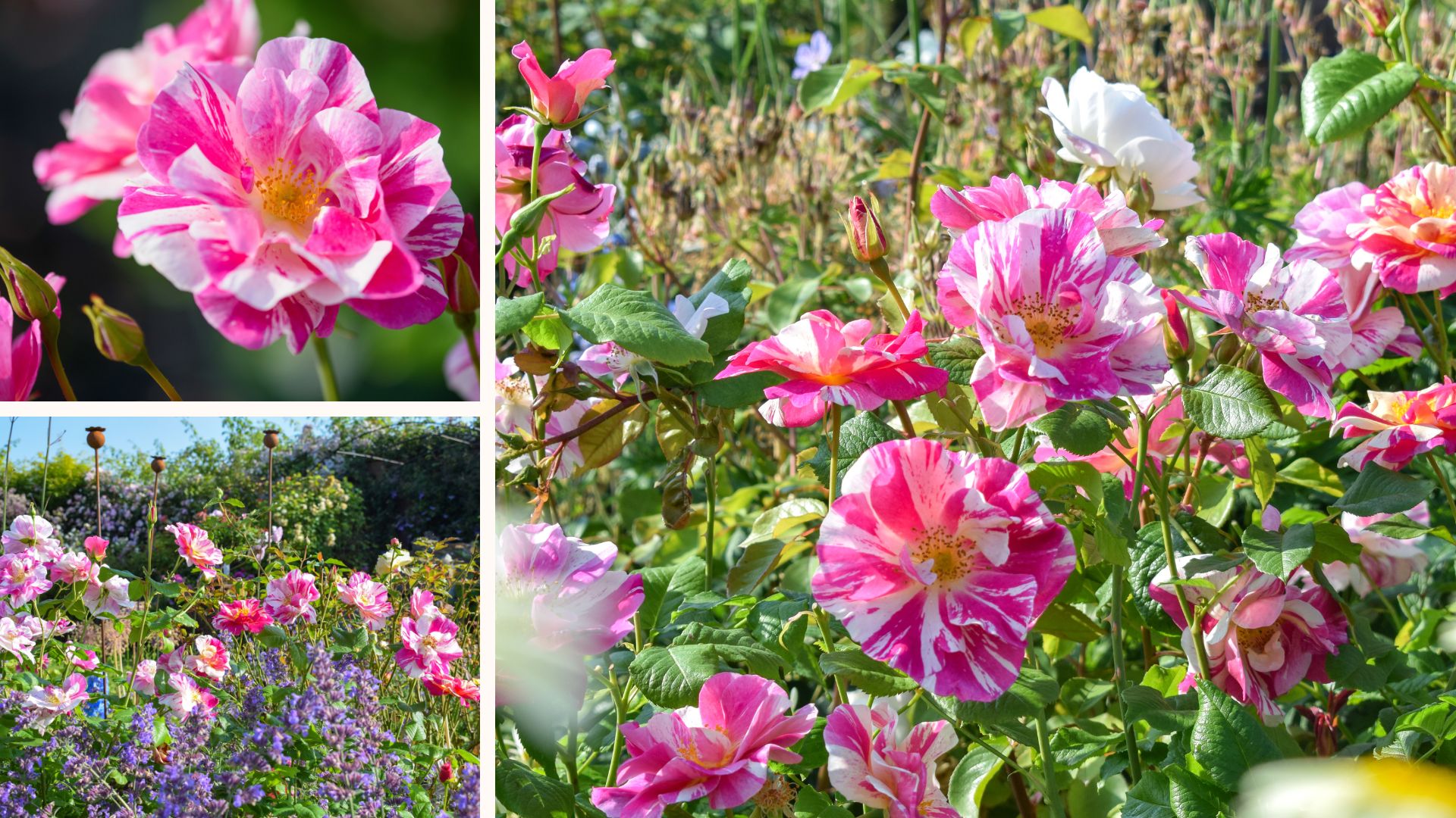 a collage image showing new The King's Rose David Austin Roses latest variety on show at the RHS Chelsea Flower Show