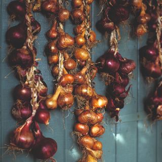 Plaited onions and red onions hanging against blue shed door