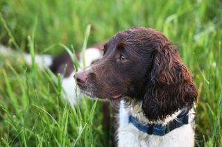 Dog in tall green grass