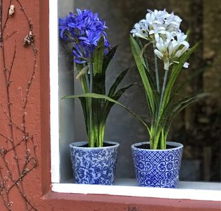 Two potted agapanthus plants on a windowsill