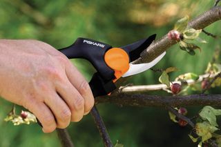 How to prune your shrubs