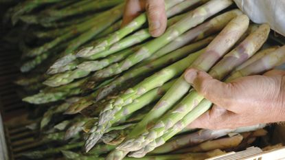 Hands holding a pile of harvested asparagus stems