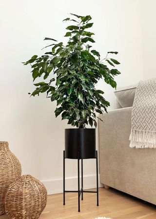 Ficus Benjamina, a weeping fig in a living room, placed in a black pit beside a sofa.