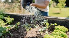 picture of woman watering vegetables in garden with watering can 