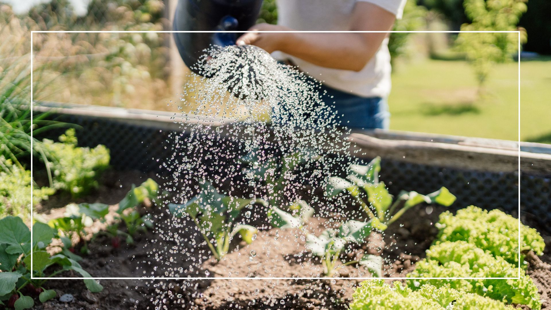 picture of woman watering vegetables in garden with watering can 