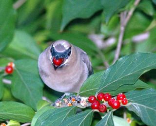 invasive-plants-bird-110210-02