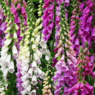 Carbeth Plants - Foxglove Digitalis Foxy Group - Flowering Perennial in 1l Pot - Ideal for Pollinators (1)