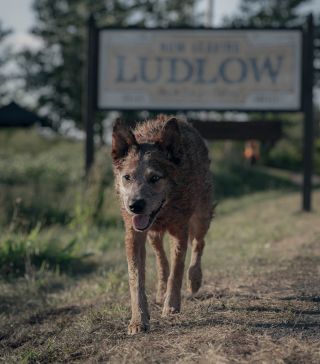 Feral dog in Pet Sematary: Bloodlines