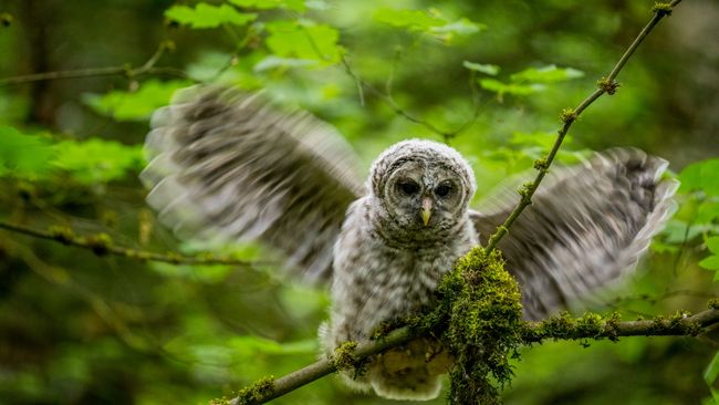 Nearly half a million 'invasive' owls, including their hybrid offspring ...