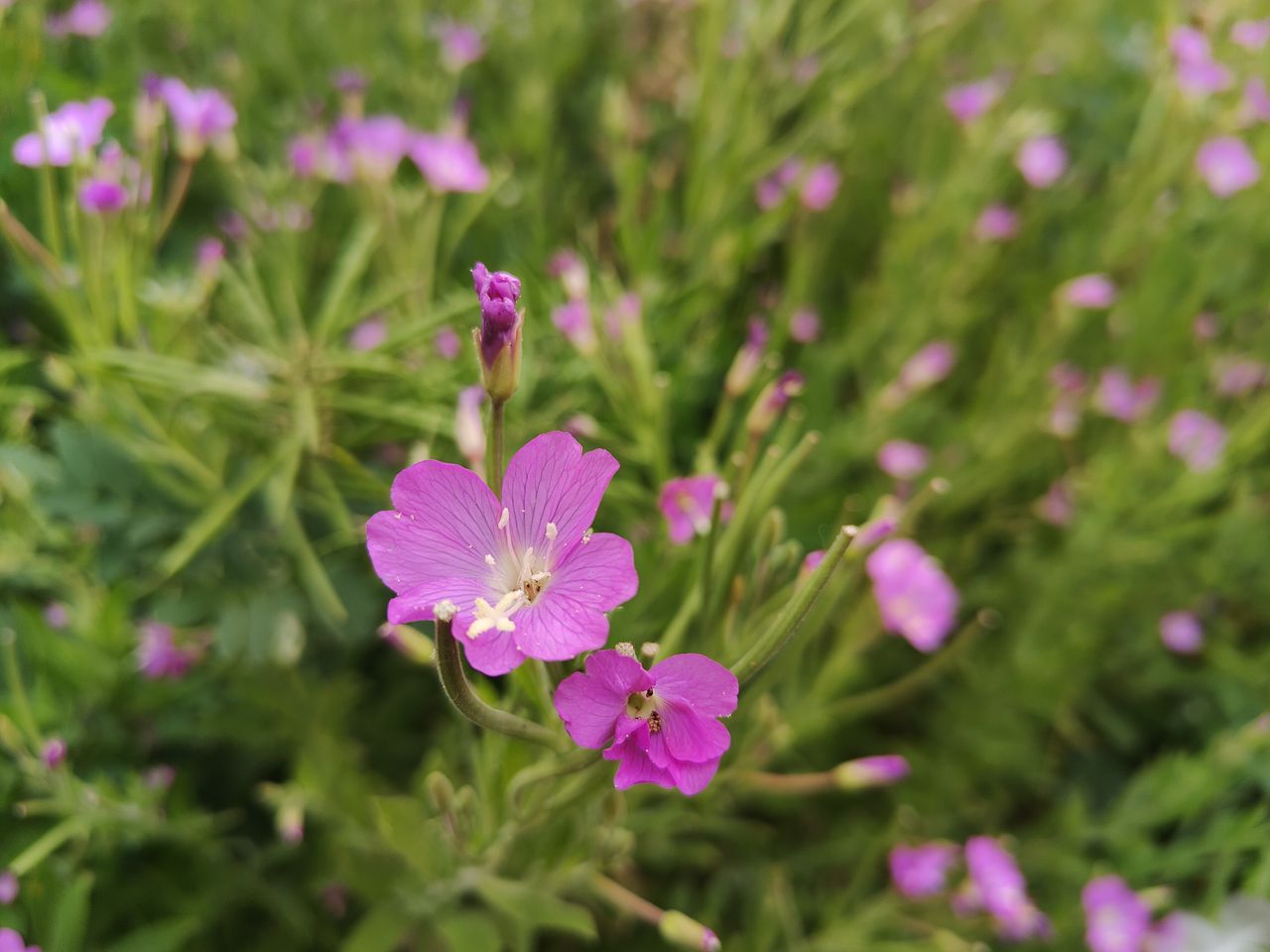 A photo captured on the OnePlus 10T smartphone