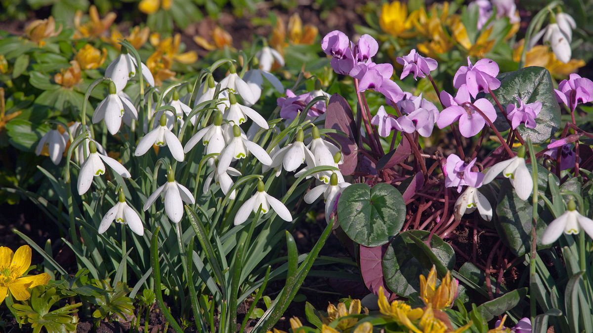 15 ideas for small yards and planters |