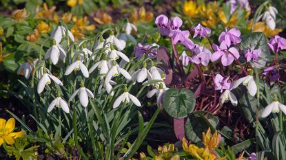 Snowdrops and Cyclamen hederifolium growing in a flower bed