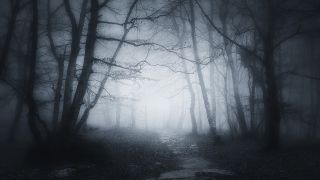 A dark forest