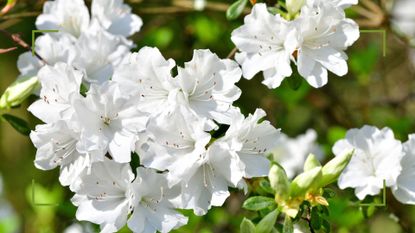 picture of flowering white azaleas close up to question should you deadhead Azaleas once summer fades