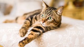 Cat lying on bed