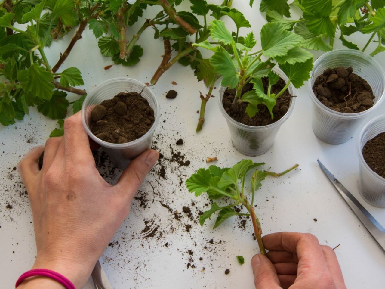 Propagating Plants Into Small Containers