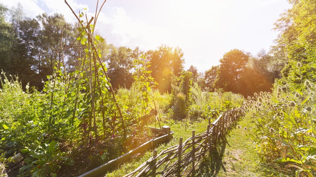 Wild allotment plot