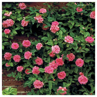 Zephirine Drouhin Climbing Rose from Jackson & Perkins