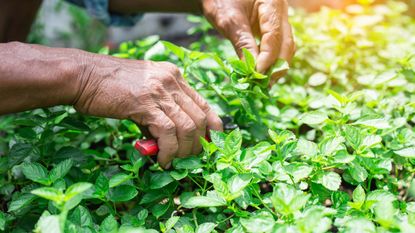 Mint being pruned in a garden