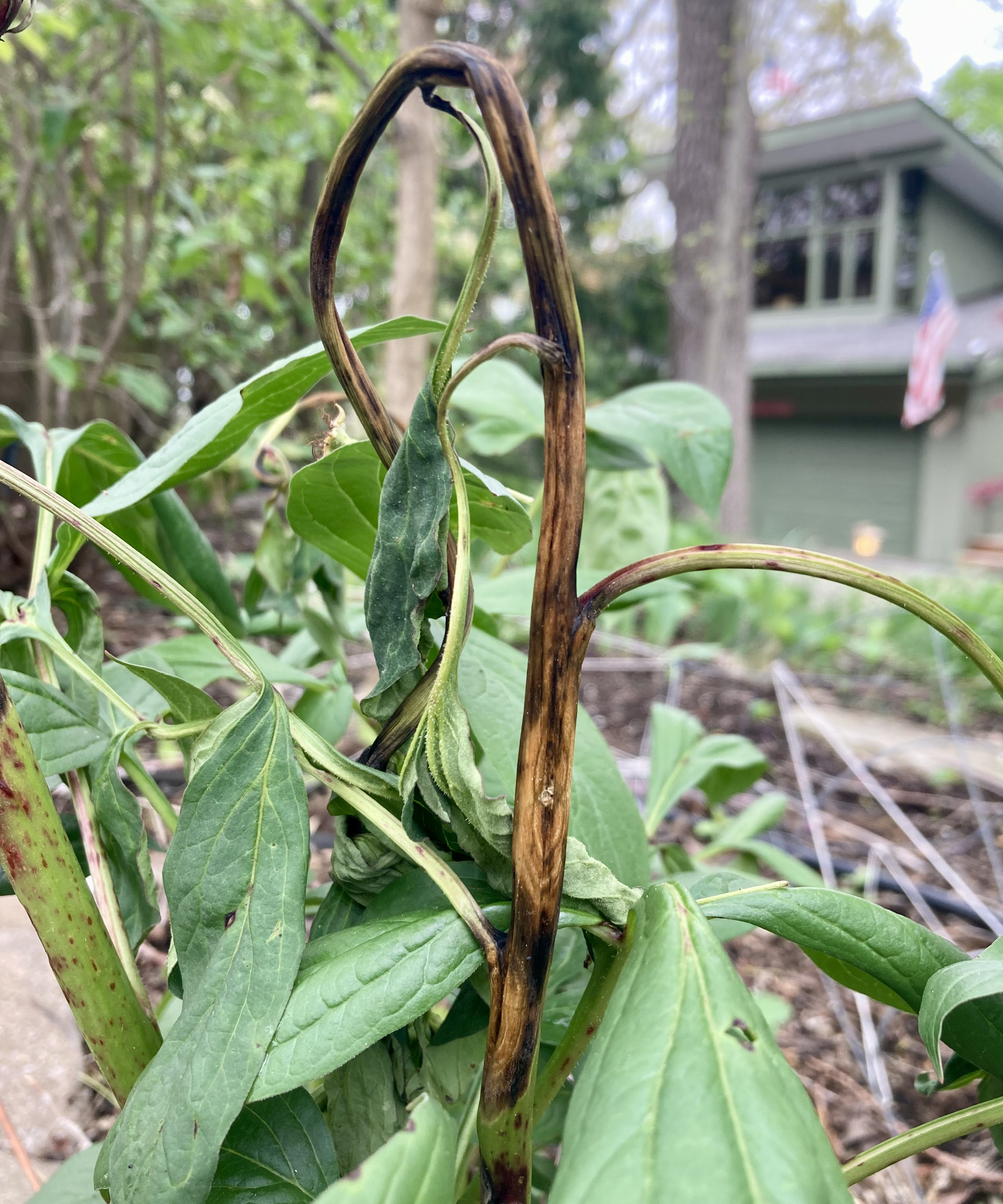 shriveled peony stem with botrytis blight