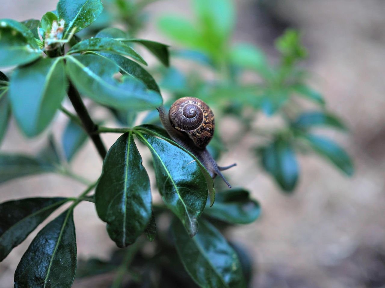 Snail on a leaf