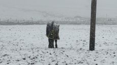 A bay pony owned by Chloe Hudson and Shantel Tansley, in the snow