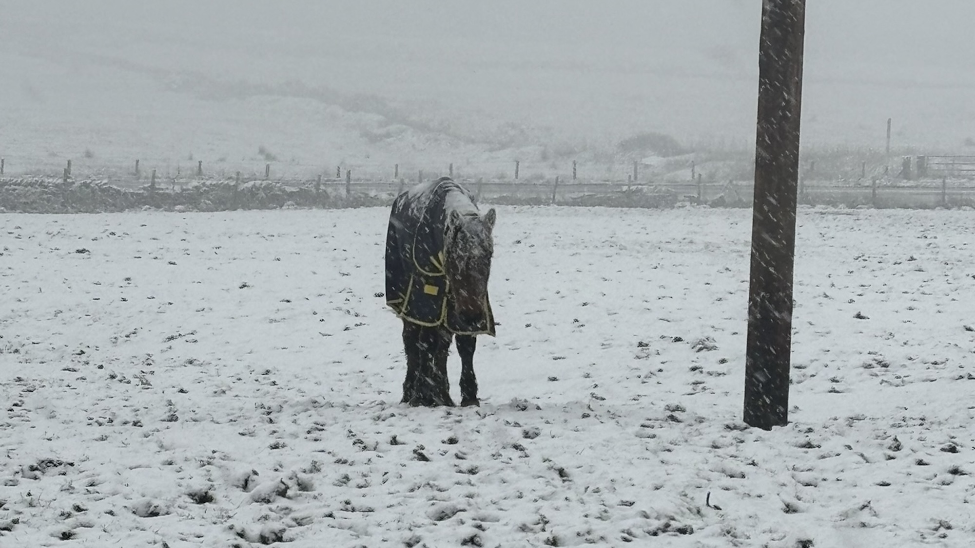 A bay pony owned by Chloe Hudson and Shantel Tansley, in the snow