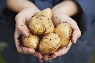 freshly unearthened potatoes held in hand