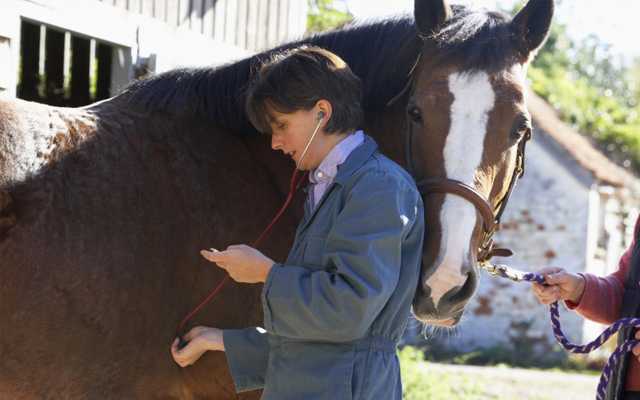 Horse-check-pic_640x400