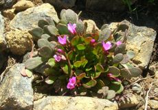 Urban Rock Garden