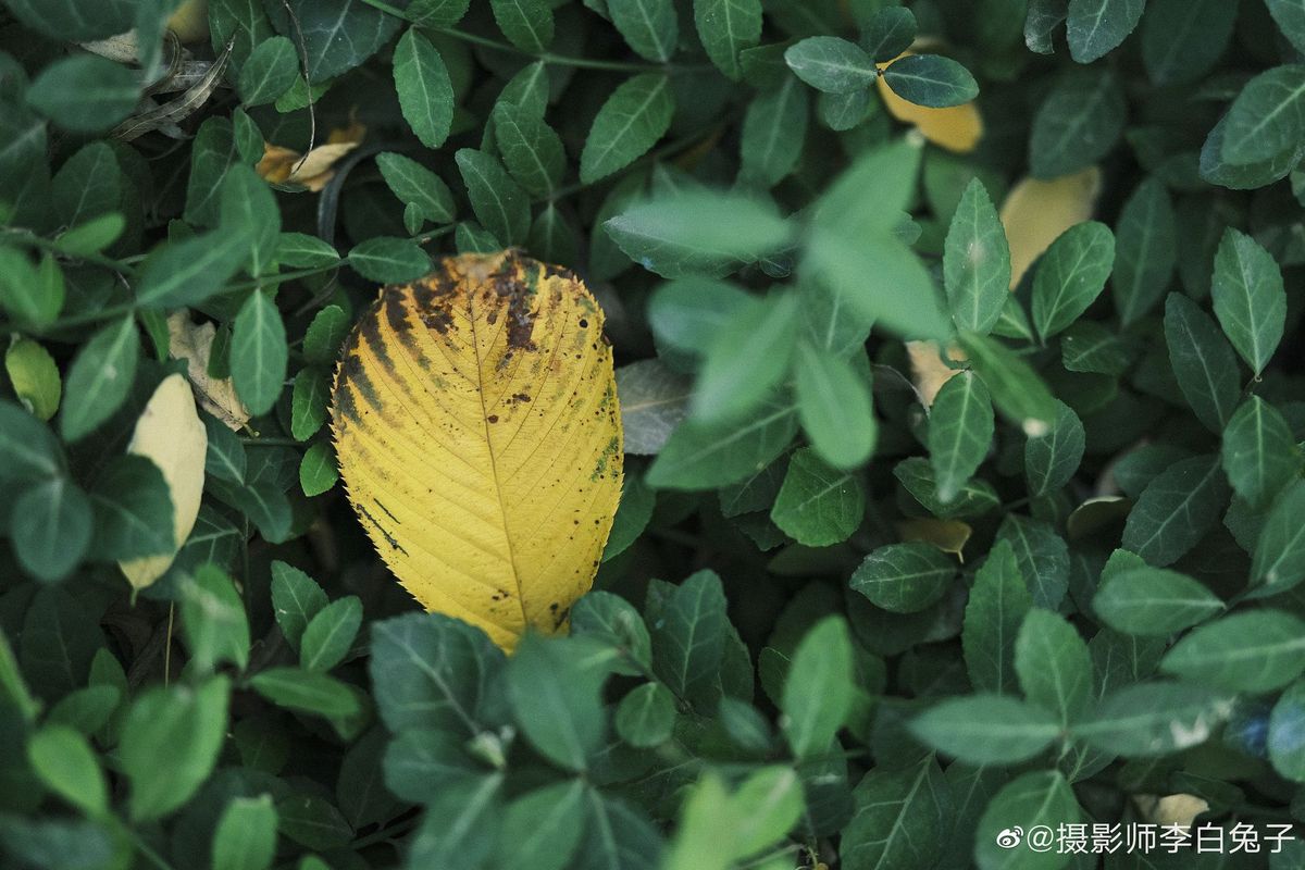 Viltrox 75mm f/1.2 PRO AF XF