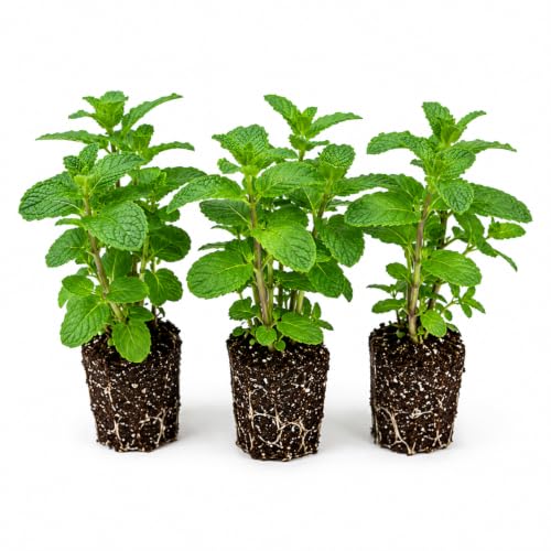 Pack of 3 Peppermint Live Plants, Peppemint Herb Plants Live, Edible Herb, 4-7 Inches Tall for Growing