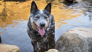Australian cattle dog cooling off in water